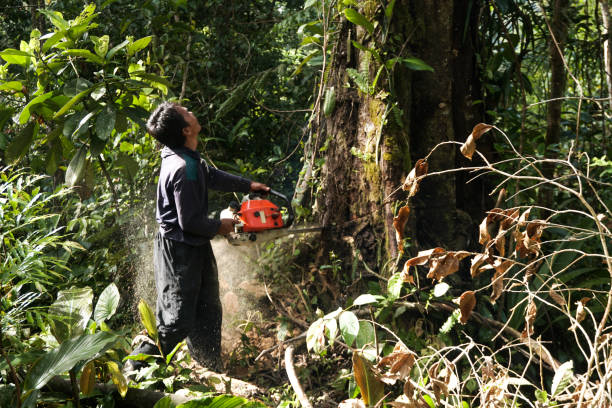 Best Fruit Tree Pruning  in USA